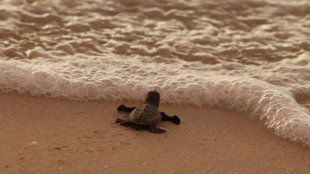 Tortuguita en Yucatan